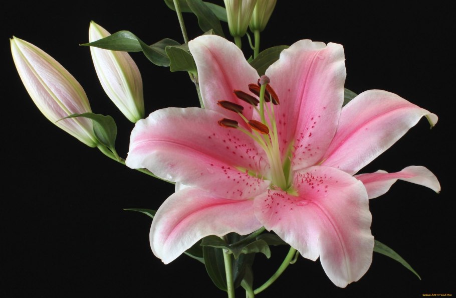 Китайская Лилия