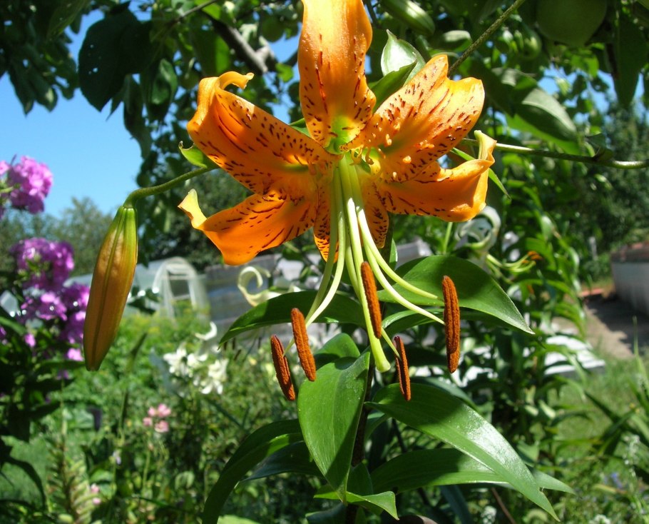 Лилия Генри Специозум