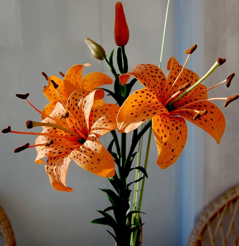 Лилия Генри (видовая)