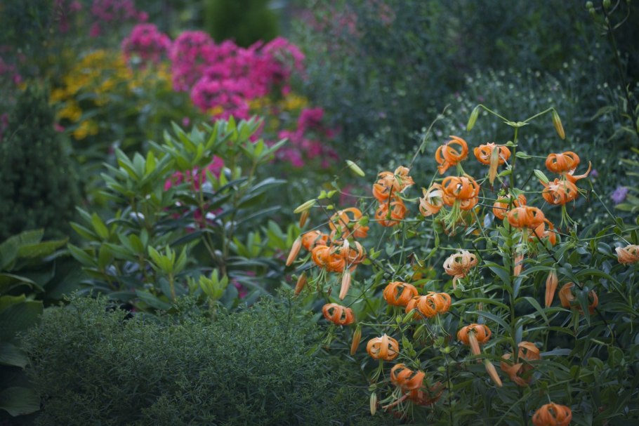 Мартагон Фьюжн