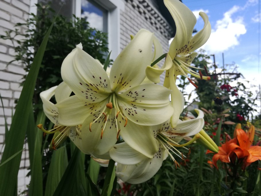 Лилия свит саррендер