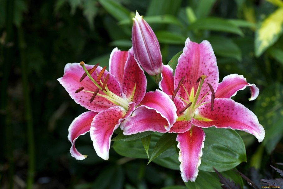 Лилия тигровая Пинк Тайгер