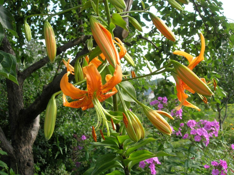 Лилия чалмовидная