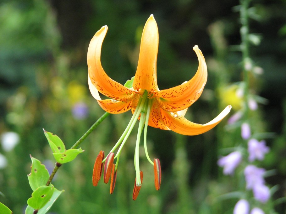Lilium concolor Salisb.