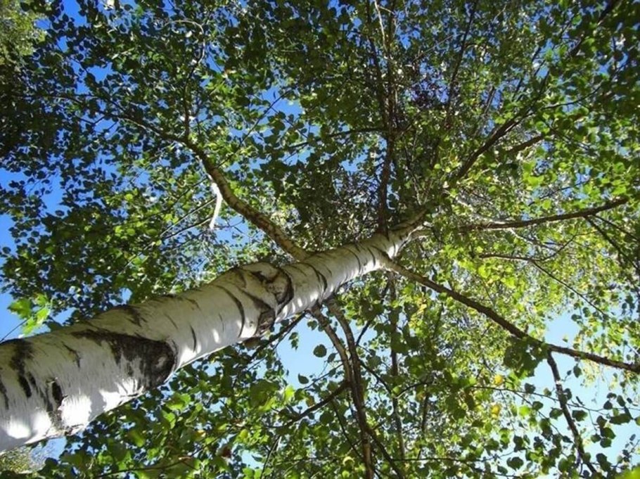Уральская береза дерево