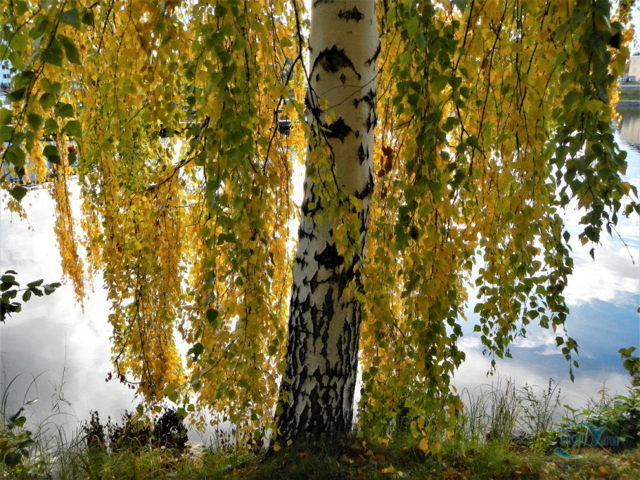 Береза зимой