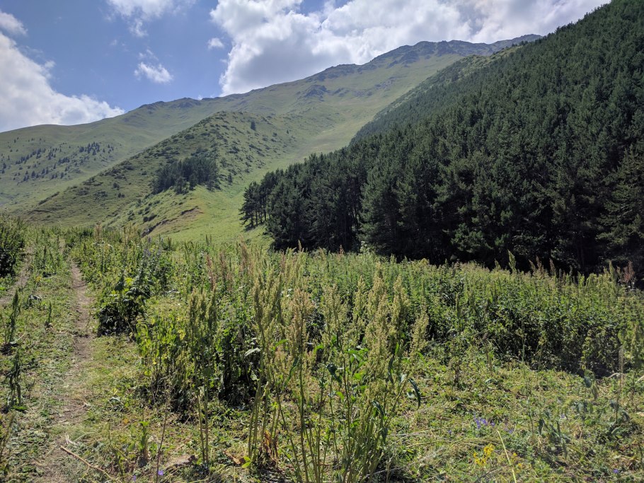 Березовая роща береза повислая