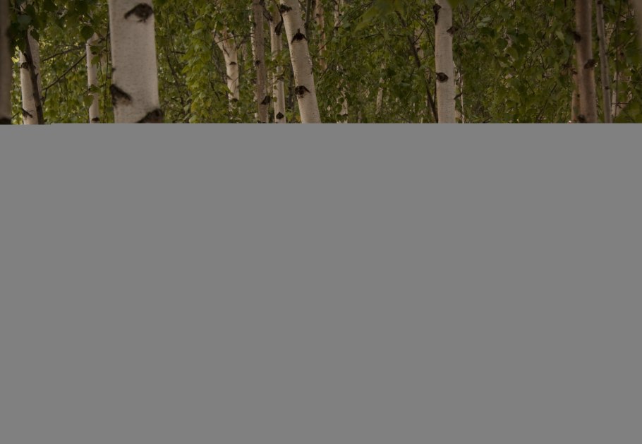 Ствол березы