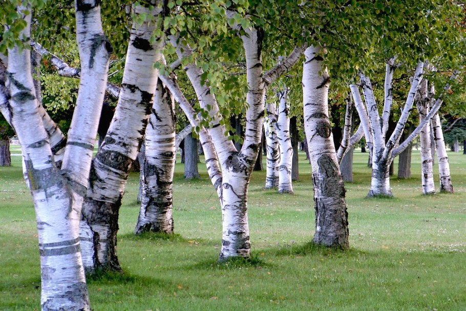 Береза бумажная Betula papyrifera