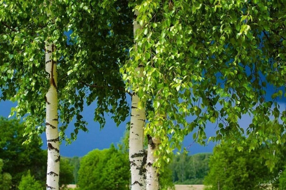 Береза кустовая