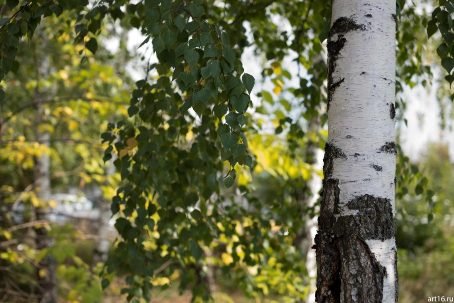 Береза повислая роща