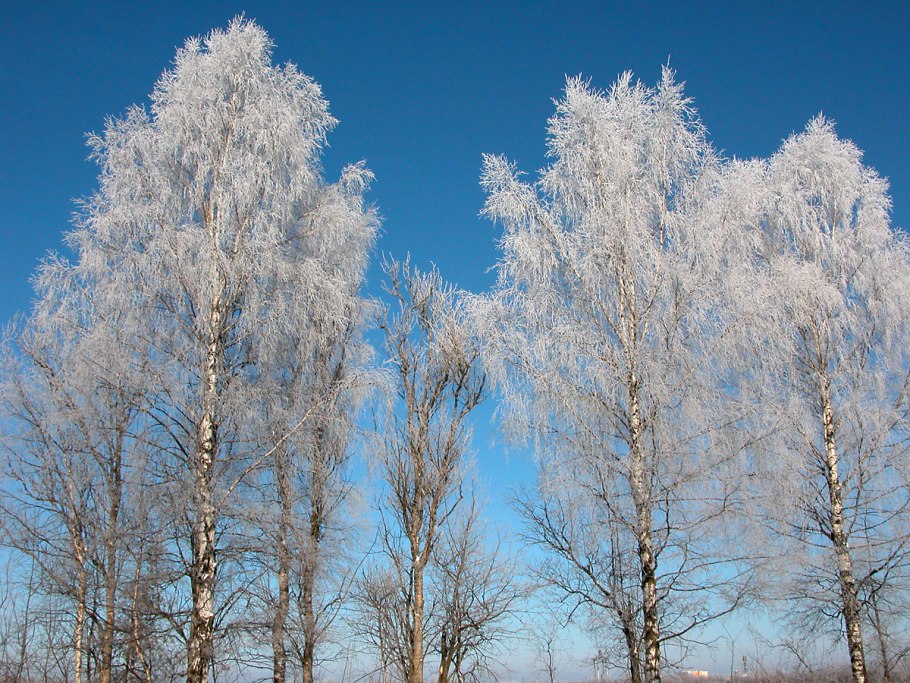 Береза повислая бородавчатая обыкновенная