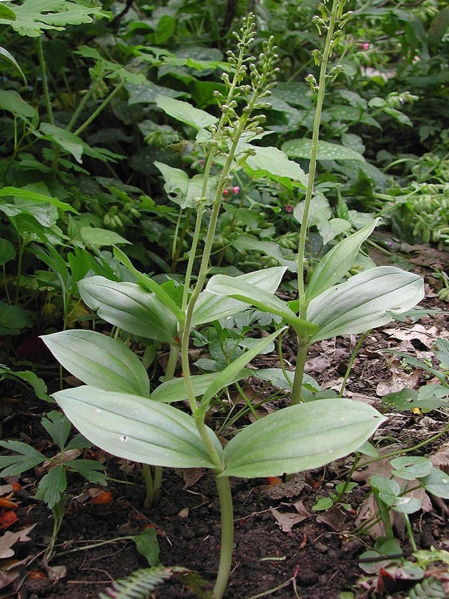 Тайник овальный - Listera ovata (l.) r. br.