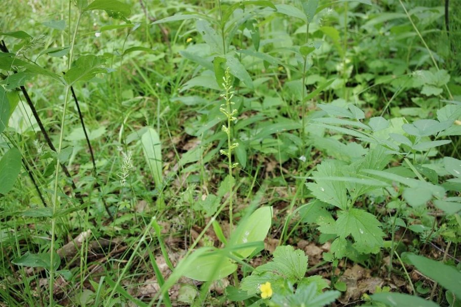 Тайник овальный