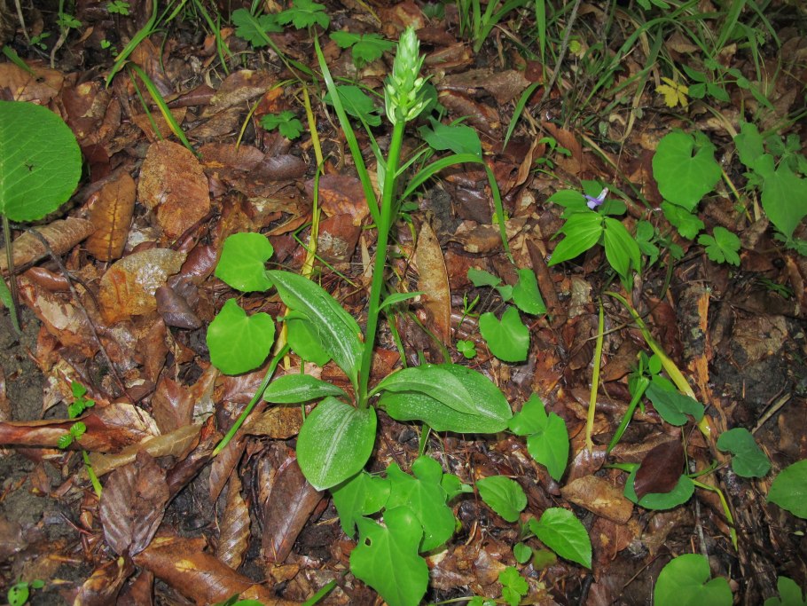 Къара Ханс трава