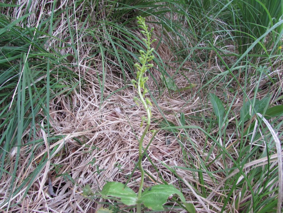 Подорожник ланцетолистный