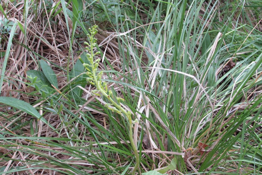 Lateropora ovata растение