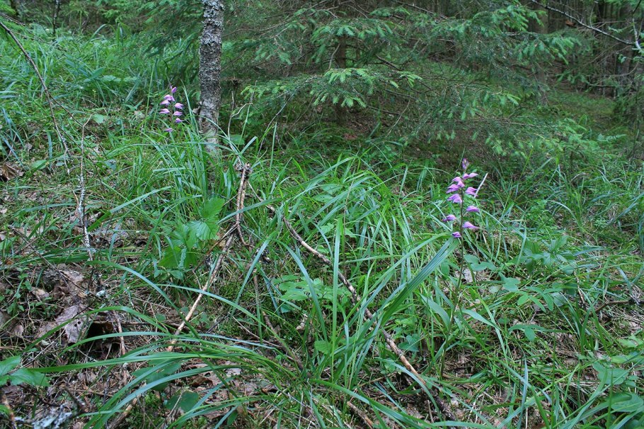 Тайник сердцевидный