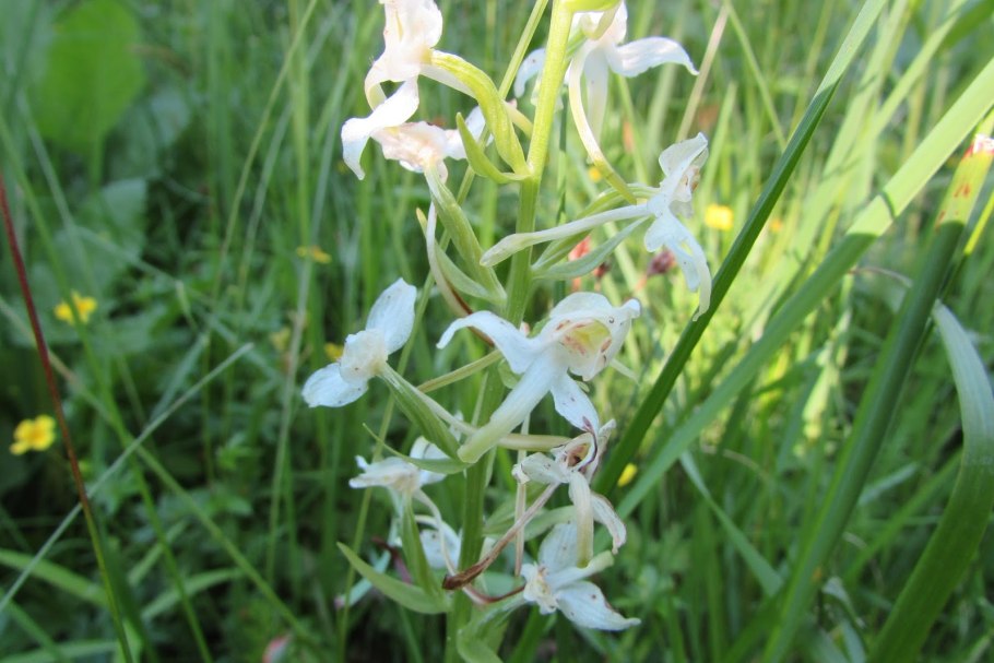 Тайник сердцевидный Listera cordata