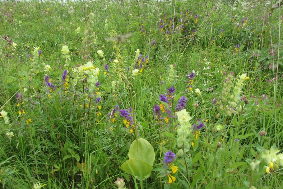 Лекарственные травы Северо Запада