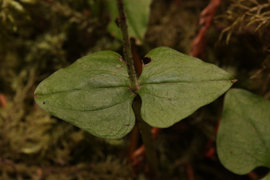Тайник коллекционера в темной долине в ОП 2.1