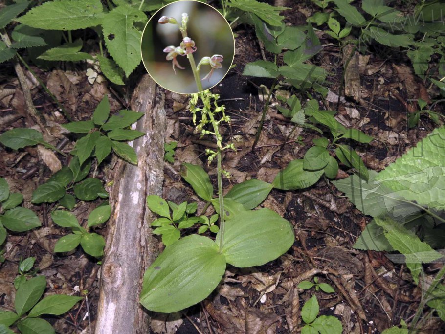 Тайник яйцевидный (Listera ovata)