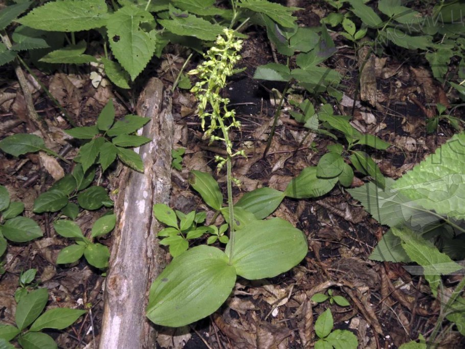 Тайник яйцевидный (Listera ovata)