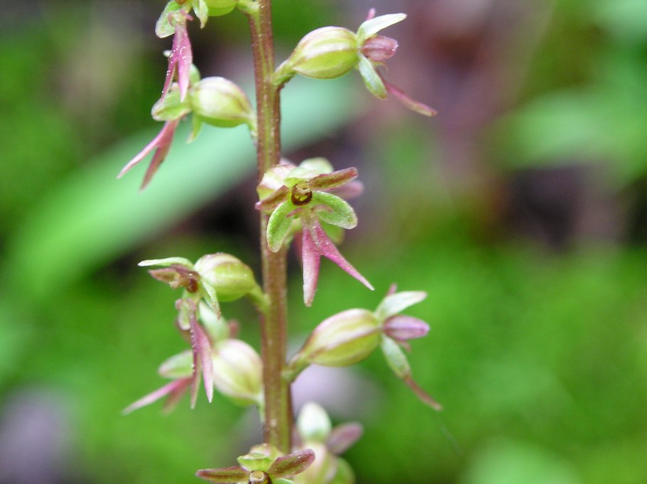Тайник яйцевидный (Listera ovata)