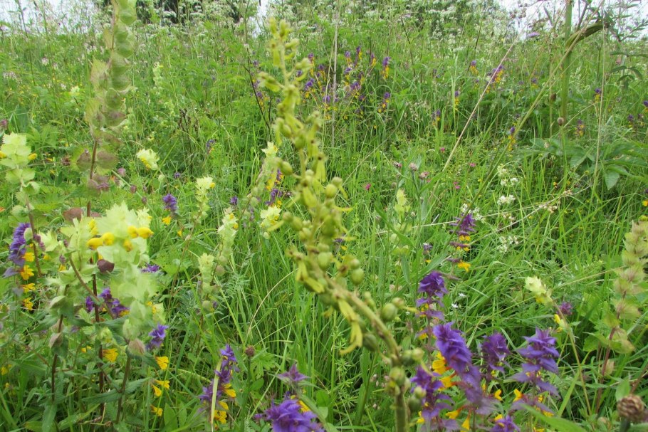 Тайник овальный - Listera ovata (l.) r. br.