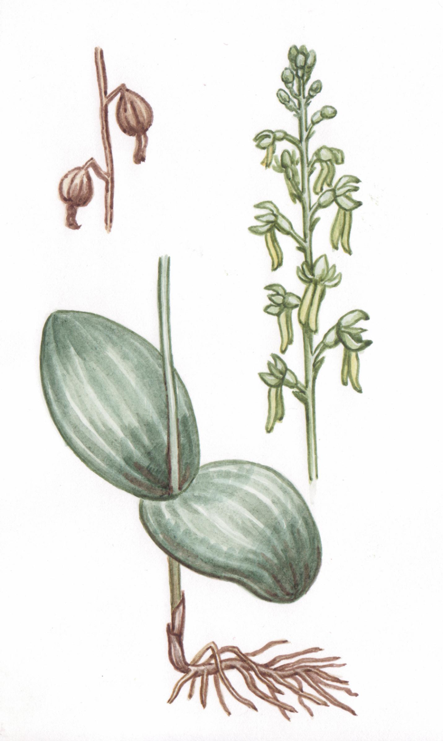 Тайник овальный - listera ovata (l.) r. br.