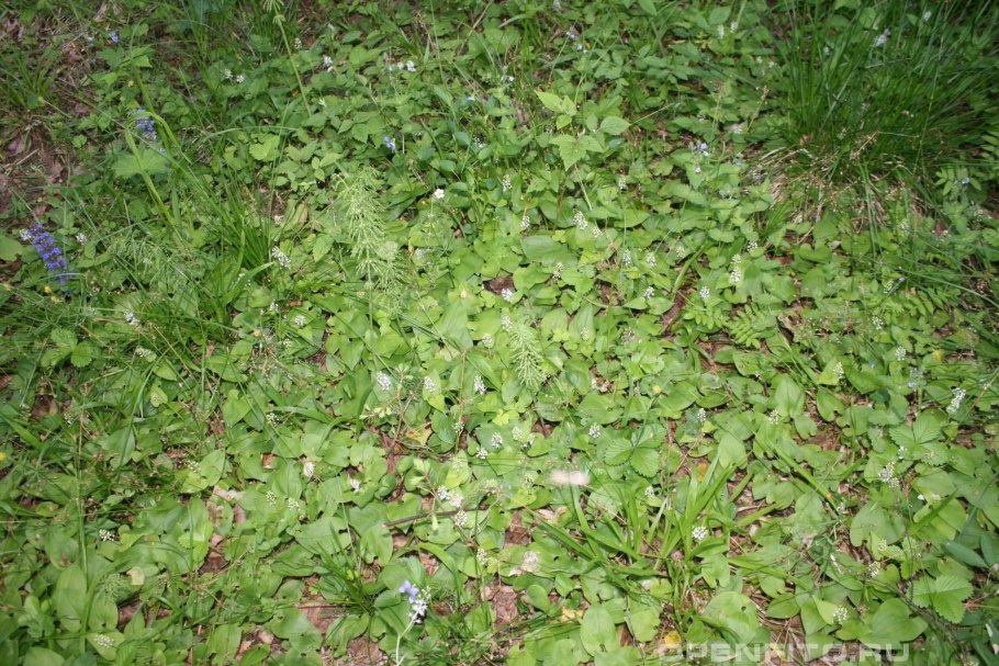 Океан трав альбом