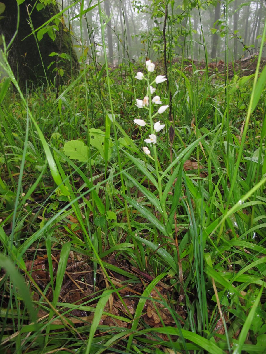 Тайник сердцевидный - Listera cordata (l.) r.br.
