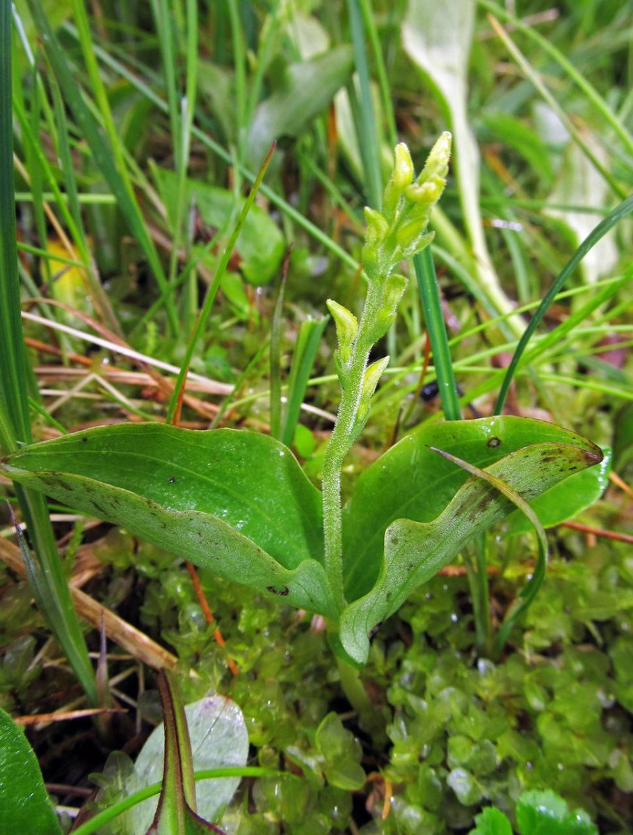 Тайник сердцевидный красная книга