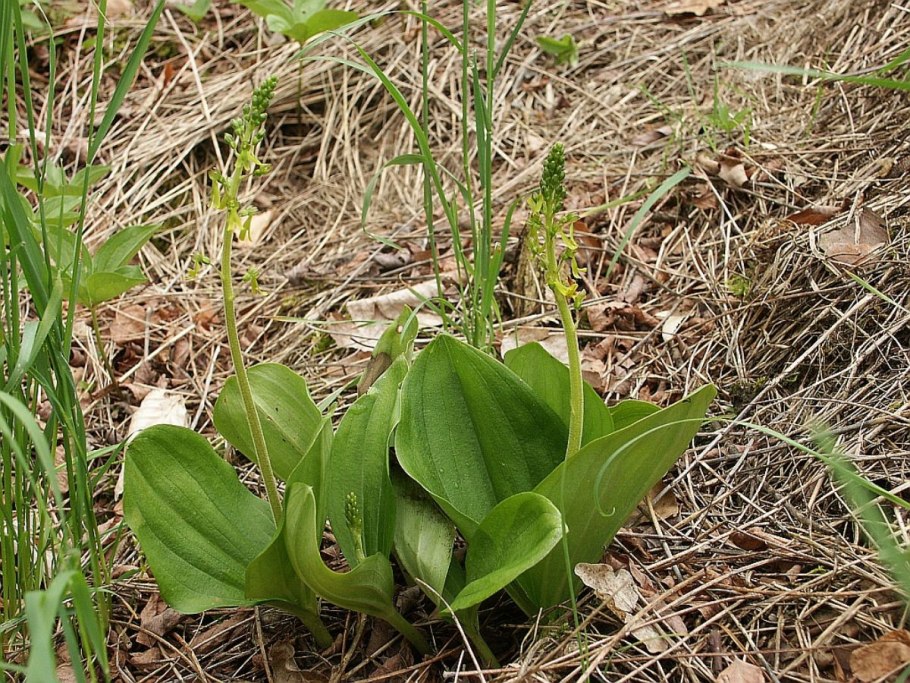 Дремлик тёмно-красный