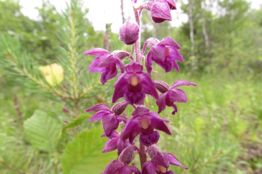 Дремлик тёмно-красный (epipactis atrorubens).