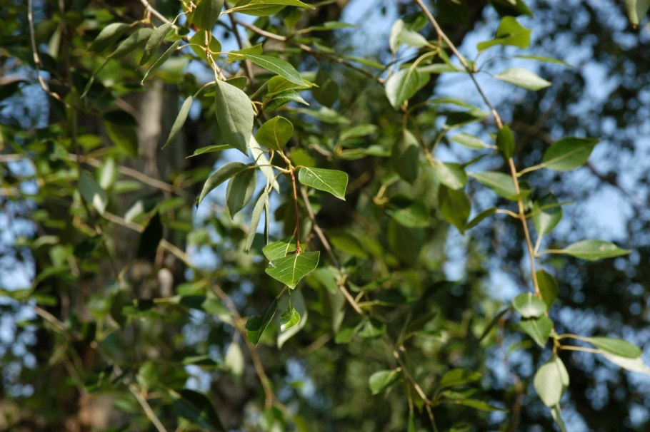 Populus diversifolia