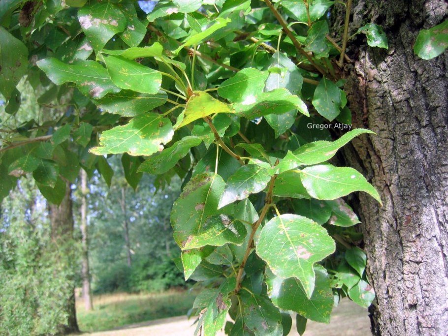 Populus suaveolens листья