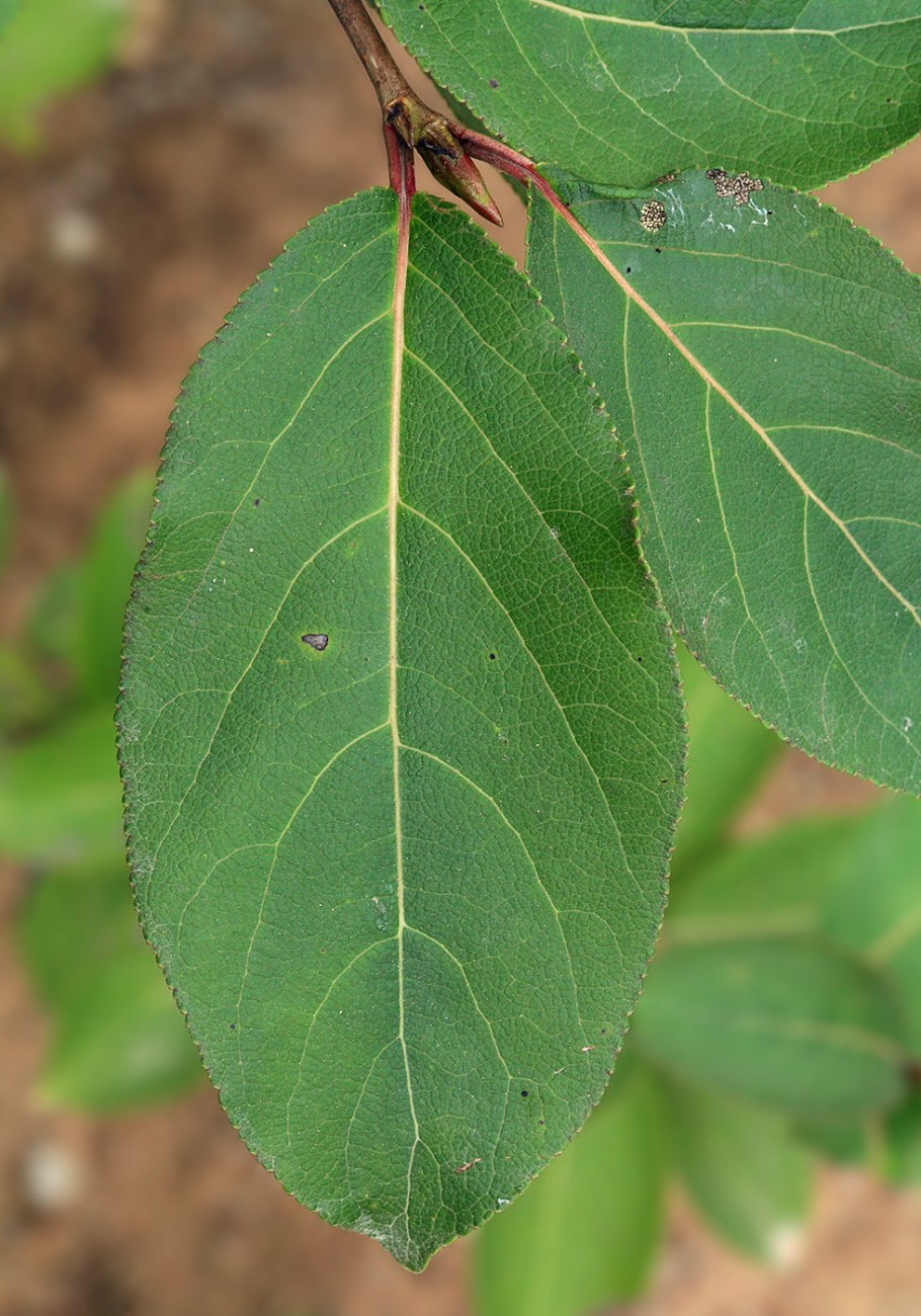 Тополь лавролистный Populus laurifolia