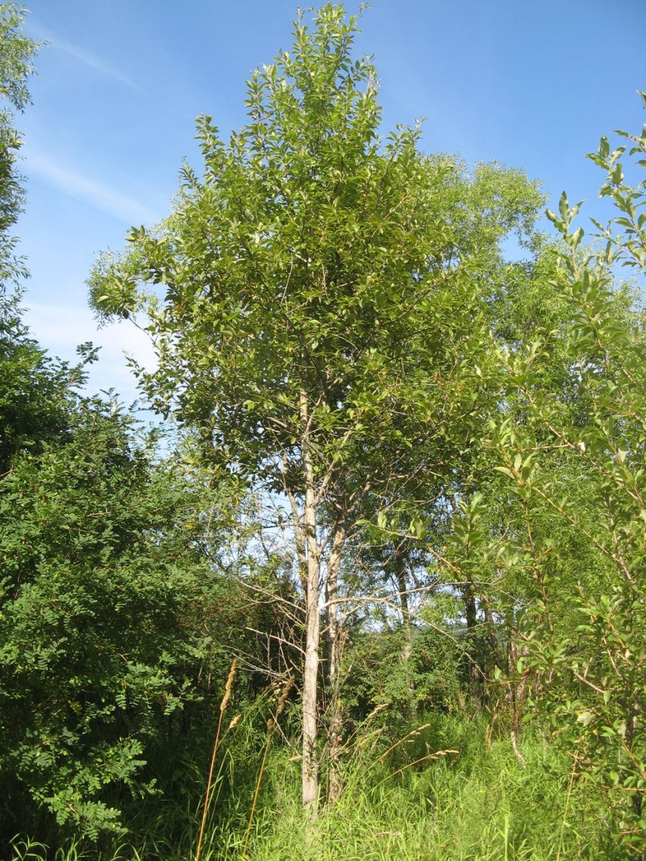 Тополь Болле Populus bolleana