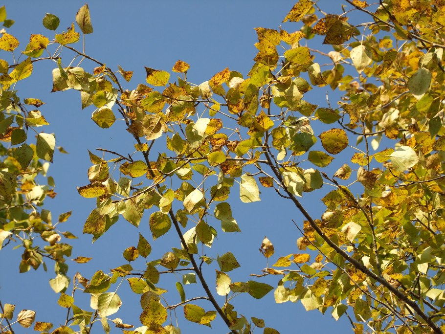 Populus Alba Тополь белый