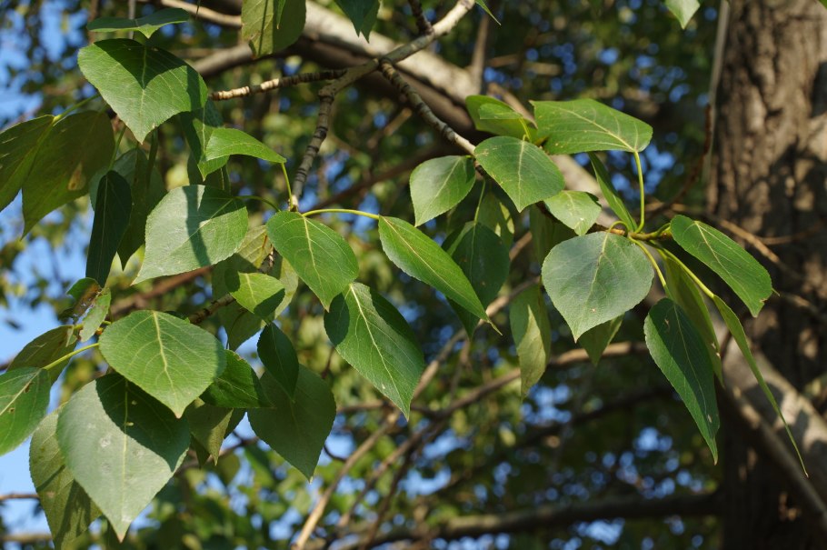 Тополь душистый Populus suaveolens