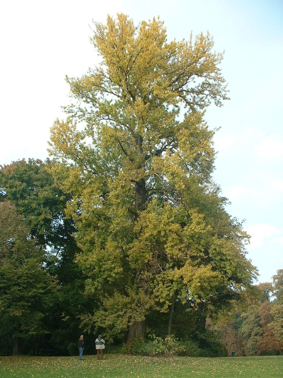 Populus suaveolens ареал