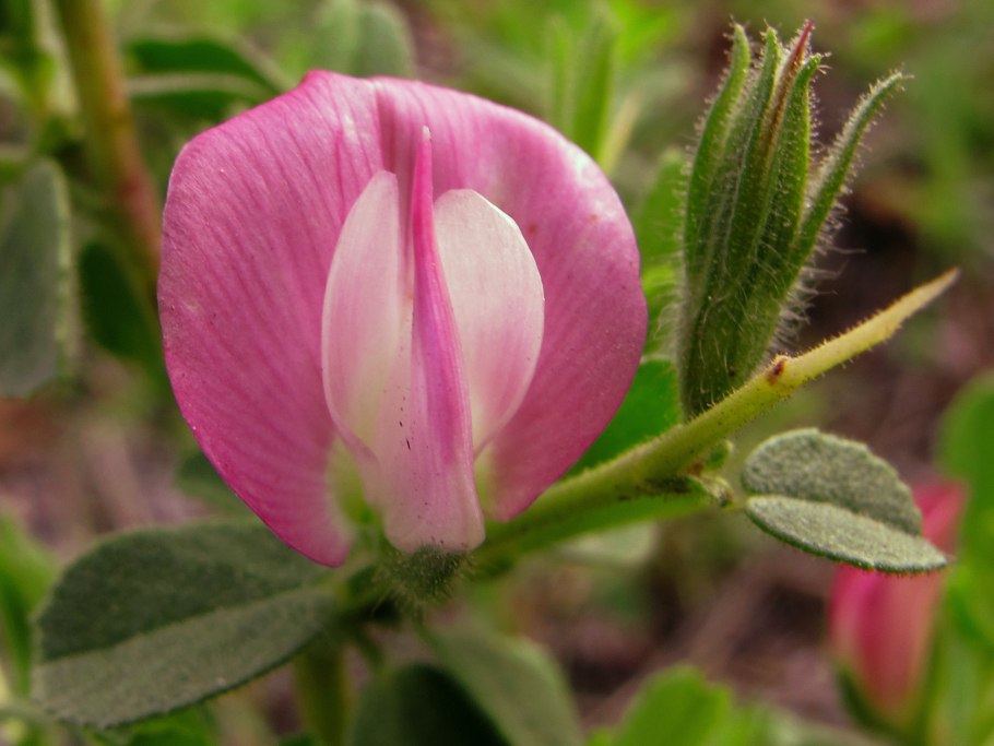 Стальник колючий фото