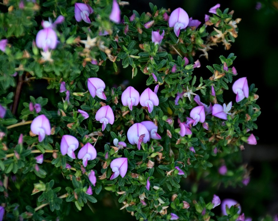 Полевые цветы на доске