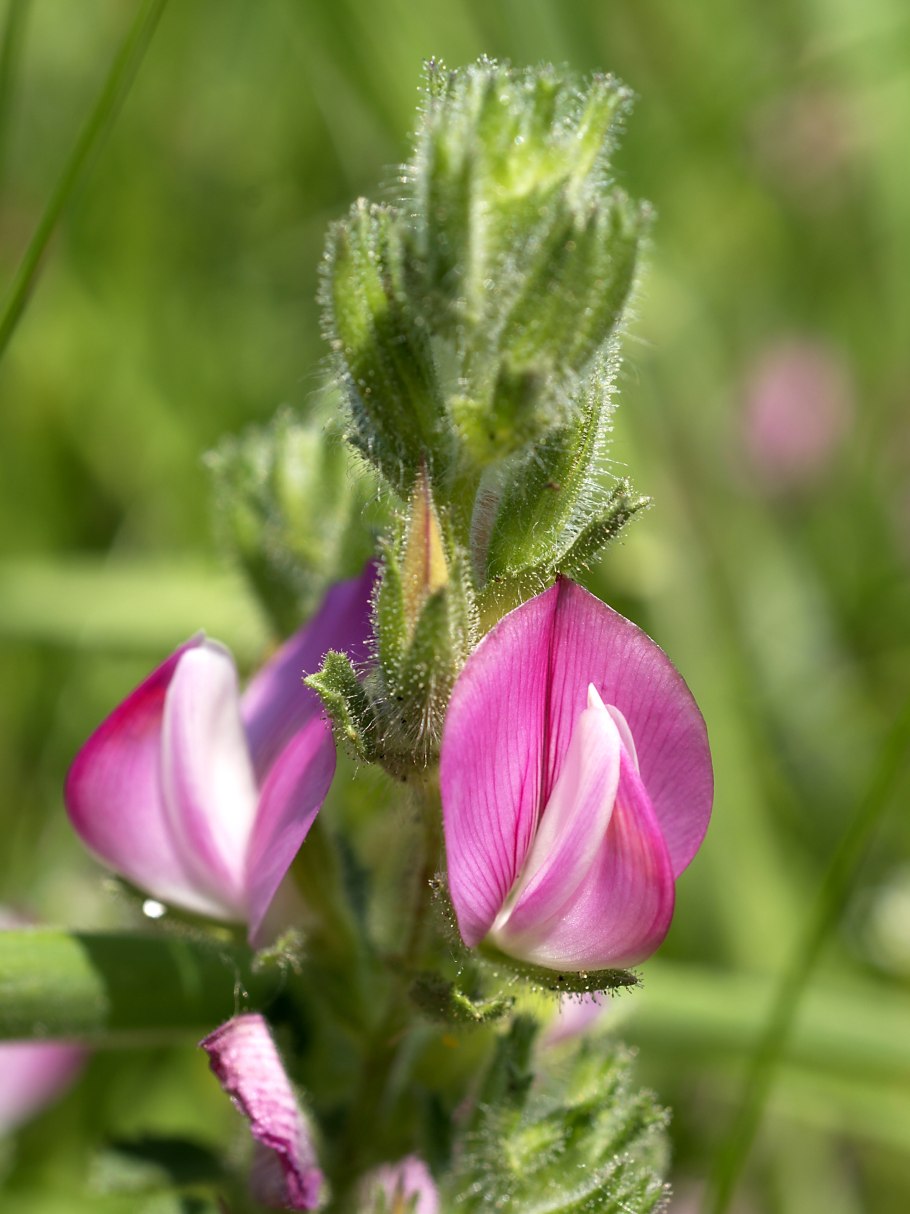 Ononis Antiquorum legimus.