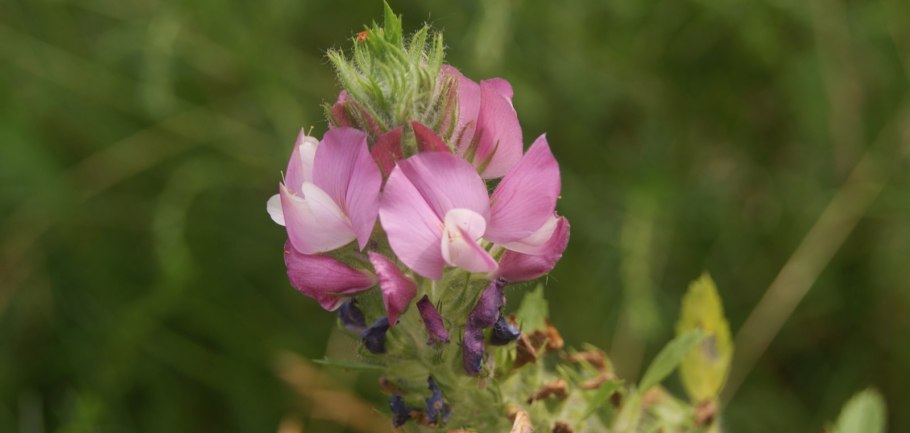 Чина Литвинова