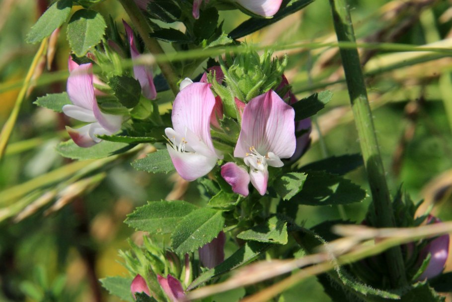 Стальник Пашенный