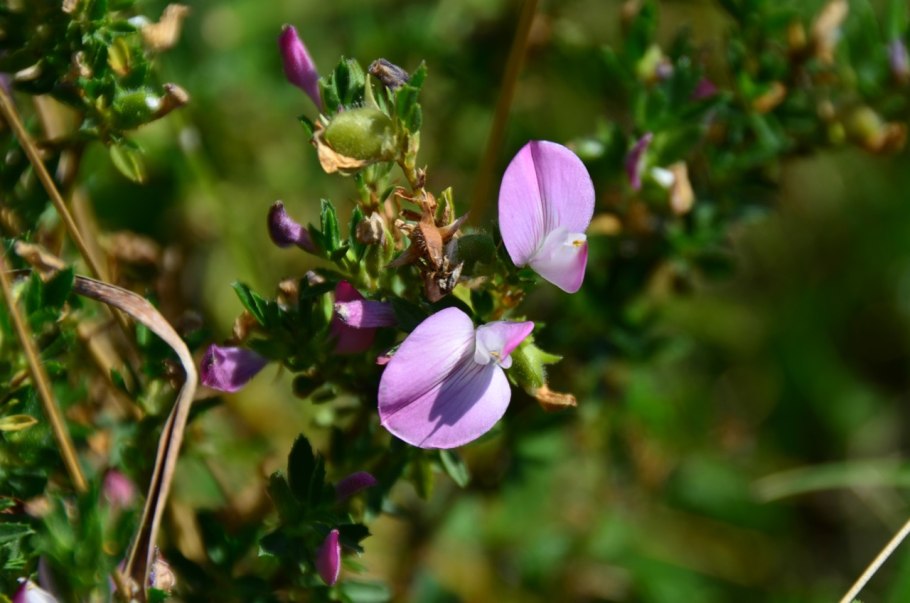 Стальник полевой ГФ
