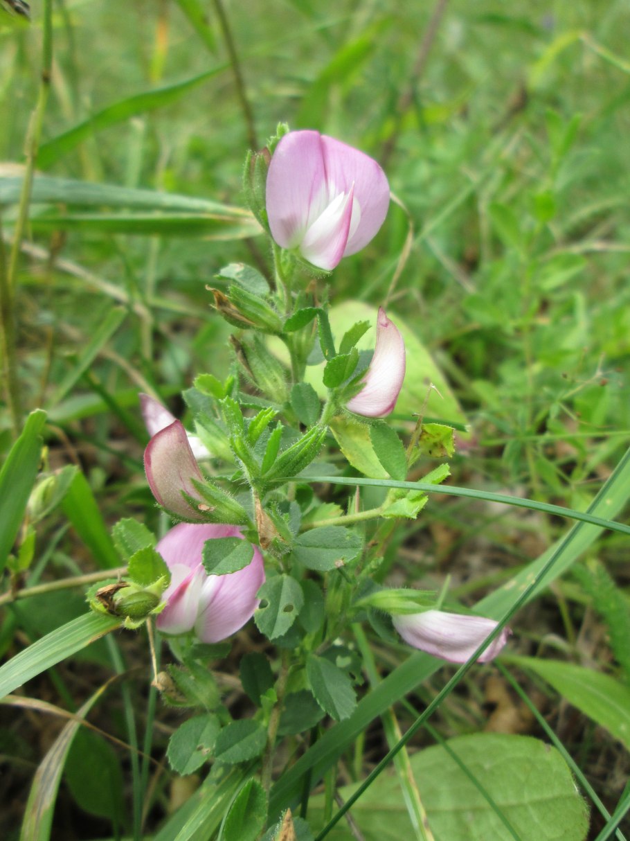 Стальник ползучий