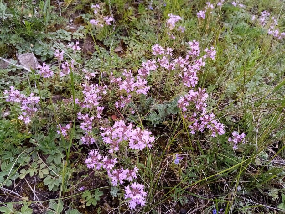 11. Стальник полевой